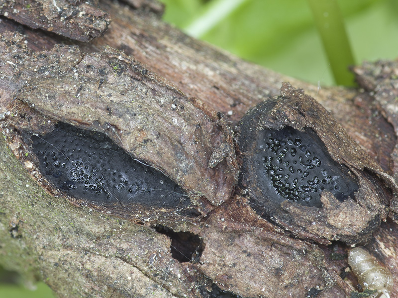 Biscogniauxia dennisii